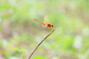 red dragonfly on leaf