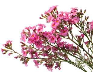 Wall Mural - Twig of coral limonium flowers. Generative AI.