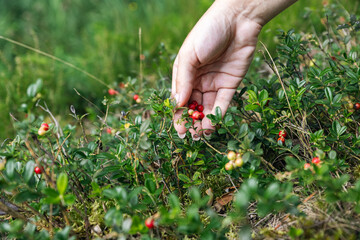 Wall Mural - Ripe red lingonberry, partridgeberry, or cowberry grows in forest at autumn. Woman gathering berries. Process of collecting and picking berries in the forest.