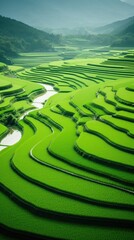 Canvas Print - Rice paddyin Japan landscape outdoors nature.