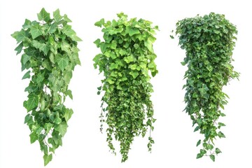 Aufkleber - Indoor plant arrangement with multiple hanging planters