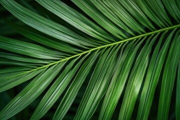 Aufkleber - A close-up shot of a green palm leaf