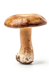 Poster - A single mushroom growing on a plain white surface