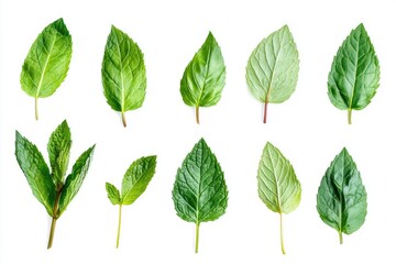 Poster - A group of fresh green leaves arranged on a white background