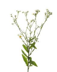 Poster - Many beautiful chamomile flowers on white background