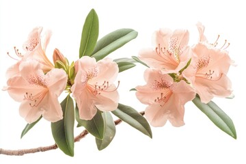 Poster - A pair of pink flowers sit atop a branch, surrounded by leaves