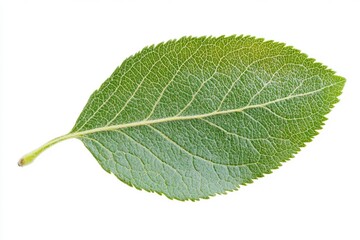 Poster - A detailed view of a single leaf on a clean white surface