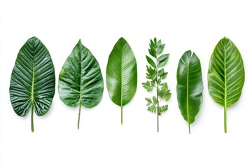 Poster - Leaf samples on a clean white surface, various textures and shapes