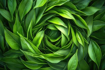 Aufkleber - Detailed view of a single green leaf with veins and edges