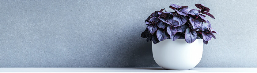 Poster - A white flower pot with purple flowers sits on a grey wall