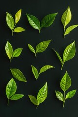 Poster - A close-up shot of a group of green leaves sitting on a black surface