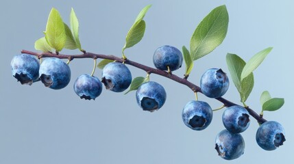 Poster - A close-up shot of a blueberry branch with green leaves and ripe blueberries