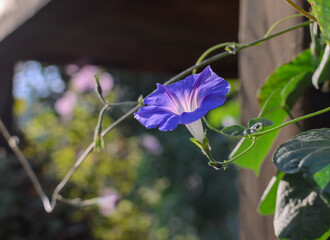 one blue ipomoea flower in the garden on a sunny day