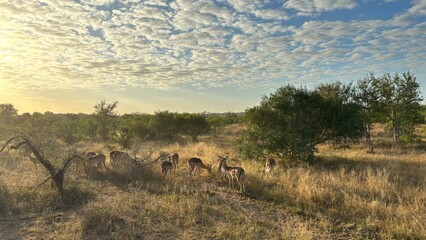  beautiful africa
