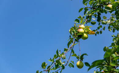 Wall Mural - A close-up of ripe red apples, glistening with water droplets, hang from a branch adorned with green leaves.