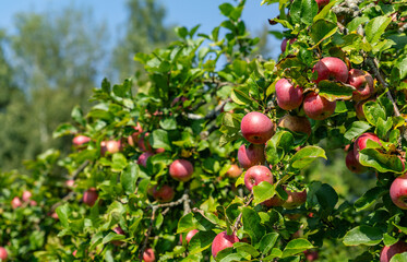 Wall Mural - A close-up of ripe red apples, glistening with water droplets, hang from a branch adorned with green leaves.