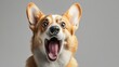 © vetrana - Funny and excited corgi dog displaying an angry and surprised expression on a transparent background