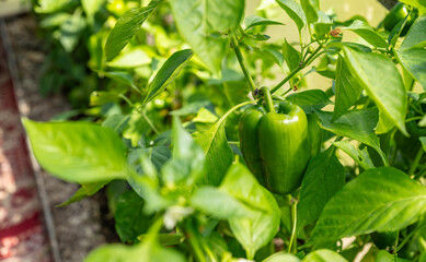 Cultivation of agricultural crops of bell pepper in a greenhouse. Vegetable business. High quality photo