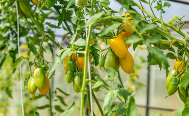 Wall Mural - Tomato plants in greenhouse with high technology farming. Red and yellow tomatoes in greenhouse garden. Red ripe tomato fruits grow in field, close up