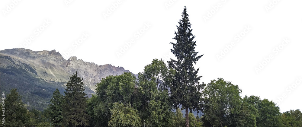 Trees and background mountains panoramic isolated photo Stock Photo ...