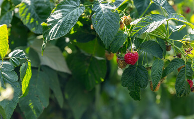 Wall Mural - Raspberry bush. Nature background. Summer. Raspberry berries. Organic product. Prevention of viral disease. Vitamins. Diet. Healthy eating.