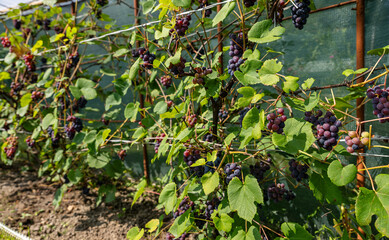 Sticker - Ripe Purple Grapes in Lush Vineyard Ready for Harvest. Scenic vineyard landscape with rows of grapevines heavy with clusters of ripe, deep purple grapes.