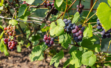 Sticker - Ripe Purple Grapes in Lush Vineyard Ready for Harvest. Scenic vineyard landscape with rows of grapevines heavy with clusters of ripe, deep purple grapes.