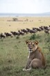 © AURA COLLECTIONS - A lion cub gazes at the camera while wildebeests graze in the background on a grassy plain.