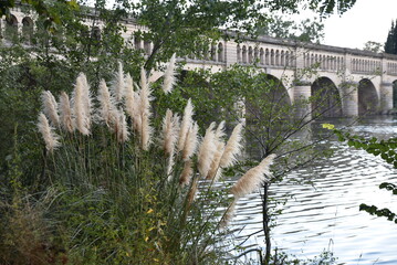 Grandes graminées des rives de l'Orb à Béziers. France