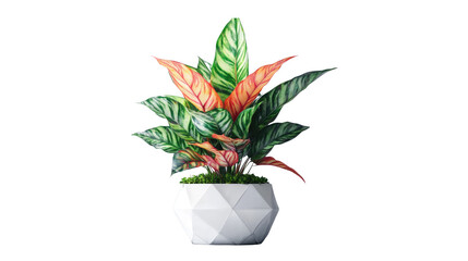 Wall Mural - Dieffenbachia or dumbcane in pot. plant isolated on white background. PNG file with transparent background