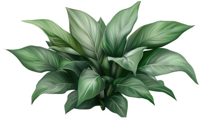 Wall Mural - Dieffenbachia or dumbcane in pot. plant isolated on white background. PNG file with transparent background