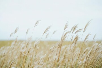 Naklejka na meble A serene landscape featuring tall grass swaying in the wind against a soft sky.