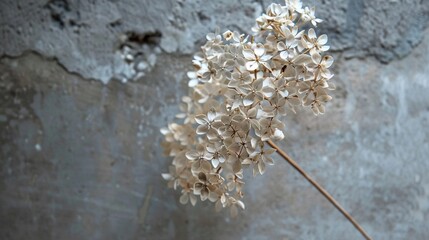 Poster -   Close-up of a flower in a vase on a table in front of a peeling paint wall with concrete background