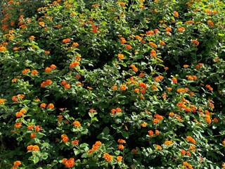 Wall Mural - Lantana camara verbena shrub, red orange flowers.