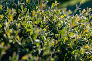 Close-up shot of a lush, green bush. The leaves are small and tightly packed, creating a smooth, velvety texture.