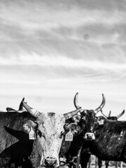 herd of bucking cows 