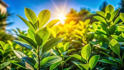 Wall Mural - Close-Up of Almorol Plant with Vibrant Green Leaves and Natural Background in Bright Daylight