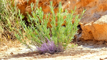 Canvas Print - Desert Wildflowers: A Burst of Purple in Arid Landscape