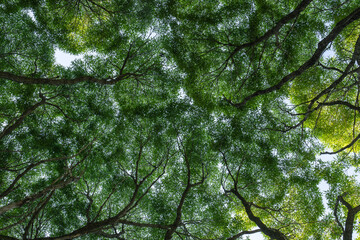 Tree branches with green leaves form a filled pattern against the sky.