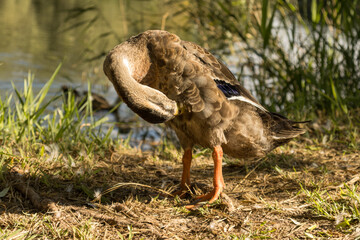 Indian Runner Duck Preening Near Water