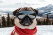 © Viktoriia Kan - A pug dog wearing ski goggles and a bright red scarf enjoys a snowy setting, with beautiful snowy mountains and trees reflected in its glasses