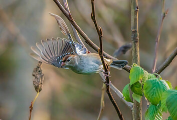 Wall Mural - Song Sparrow flying