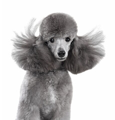 Wall Mural - Portrait of silver toy poodle