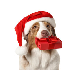 Wall Mural - Cute Australian Shepherd dog in Santa hat with Christmas gift on white background, closeup