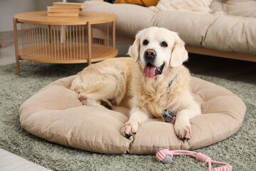 Wall Mural - Cute Labrador dog with toy lying in pet bed at home