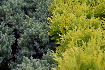 Garden centre, plant nursery, agriculture. Thuja trees in pots before planting