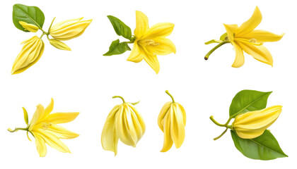 Wall Mural - A collection of yellow flowers with green leaves, showcasing various stages of bloom and arrangement.