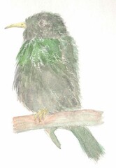 Wall Mural - Illustration of common starling 