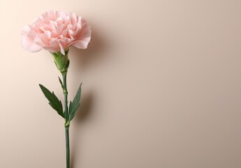 Wall Mural - pink carnation flower on beige background