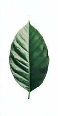 Wall Mural - Single Green Leaf Isolated on White Background   Nature  Botany  Organic  Fresh  Plant  Fl